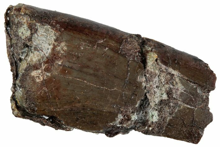 Partial, Theropod Dinosaur (Marshosaurus?) Tooth - Colorado #261691
